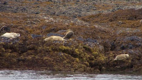 Focas-De-Puerto-Descansando-En-La-Cresta-Rocosa-De-Una-Pequeña-Isla-En-Alaska