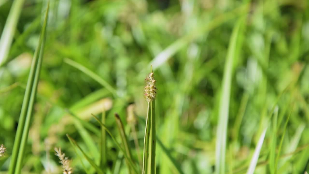 Grass stalk close-up moving in the wind with blurred background