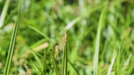 grass stalk close-up moving in the wind with blurred background