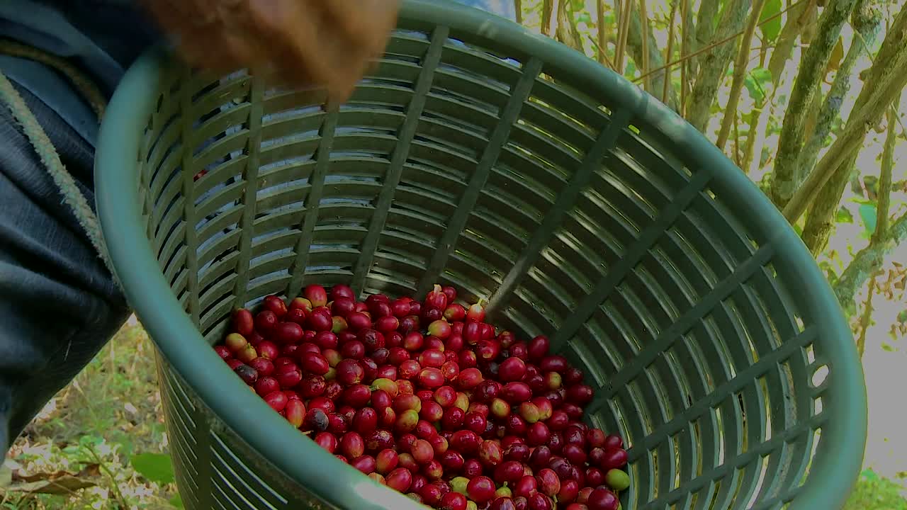 Cerejas de café em cesto.