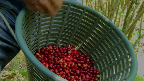 coffee cherries in basket