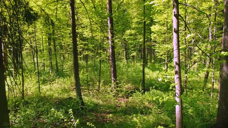 Flying-between-the-trees-in-the-spring-forest.