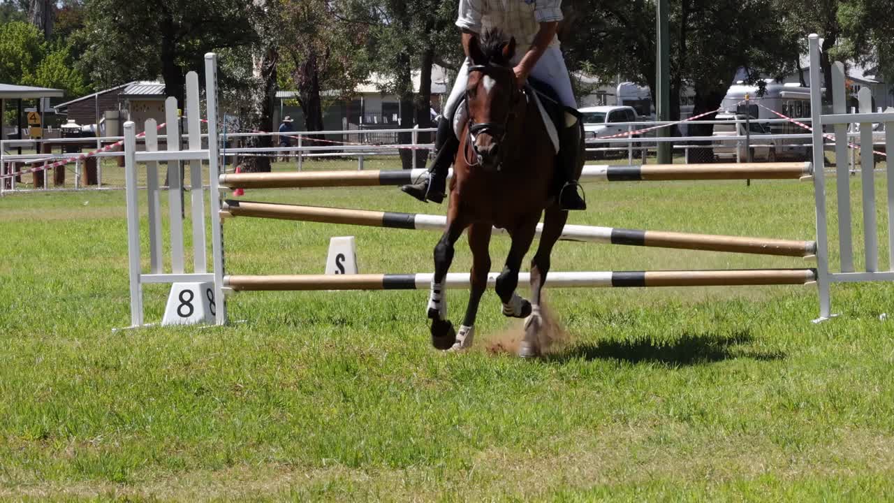 말 과 승마자 가 쇼 점핑 코스 를 항해 하고 있다