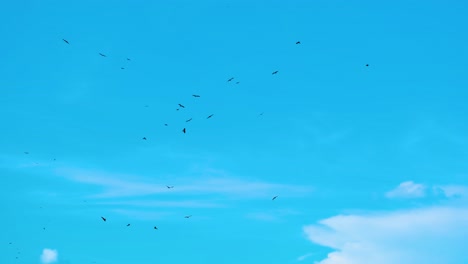 flock of eagle birds circling in flight formation in peaceful blue sky