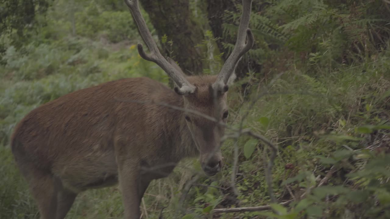 ciervos con cuernos largos pastando en los bosques de escocia reino unido