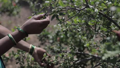 Female-farmer-choosing-ripe-pomegranates-from-a-tree