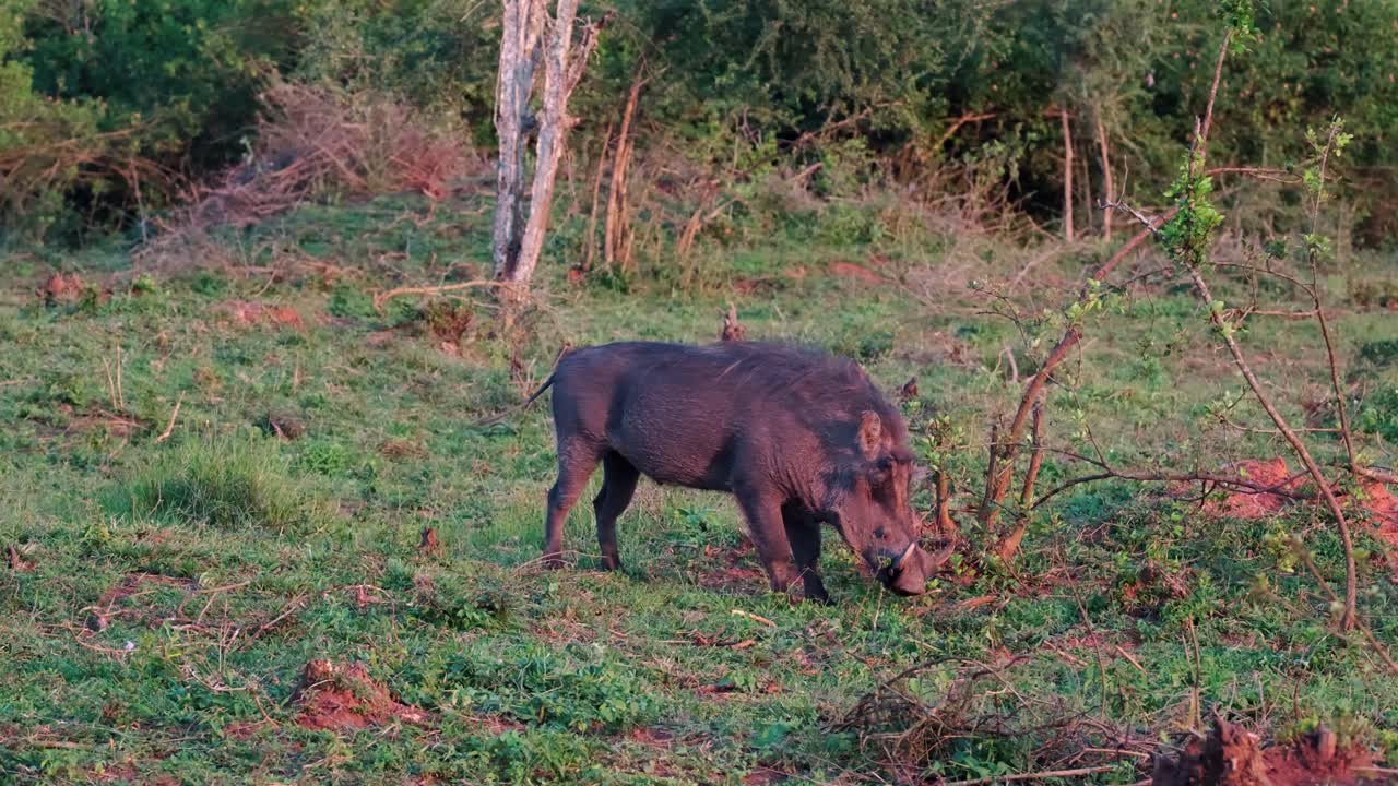 cerdo de las verrugas pastando en el campo durante el atardecer en uganda, áfrica - foto amplia