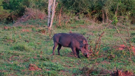 warthog grazing in field during sunset in uganda, africa - wide shot