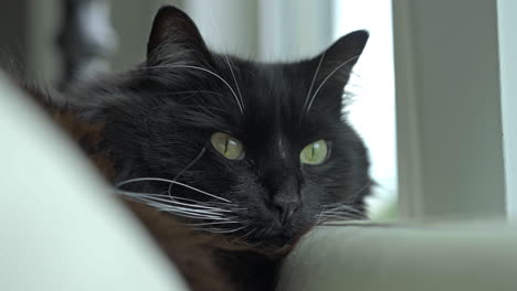 Close-up-on-green-eyed-Black-and-white-Tuxedo-Ragdoll-Cat-by-window,-4K