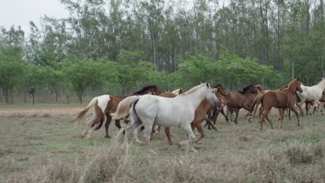 slow motion shot of multiple different breeds of foals running in a herd in a wide open field