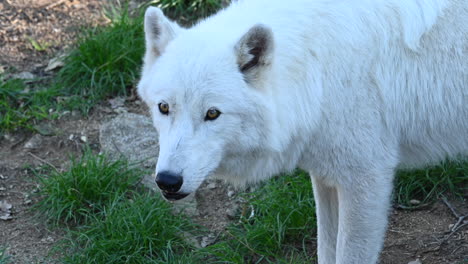 Close-up,-head-of-a-wolf,-looking-around-him-in-a-forest,-zoo-park