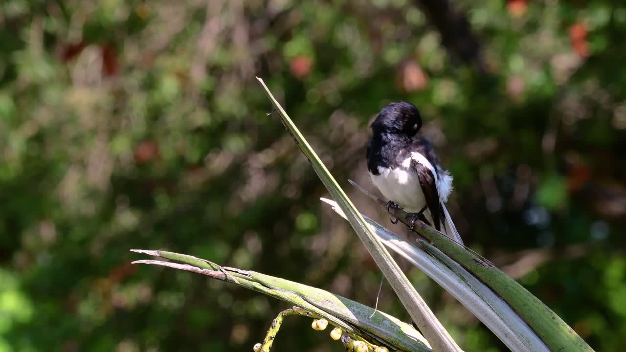 The Oriental magpie-robin is a very common passerine bird in Thailand in which it can be seen anywhere