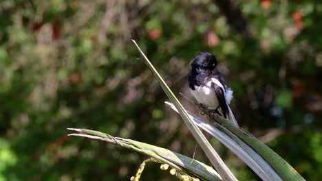 the oriental magpie-robin is a very common passerine bird in thailand in which it can be seen anywhere