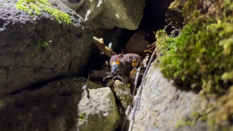 burying beetles (nicrophorus marginatus) on a piece of rotting meat