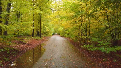 walking on empty path in colorful forest during autumn season after rain