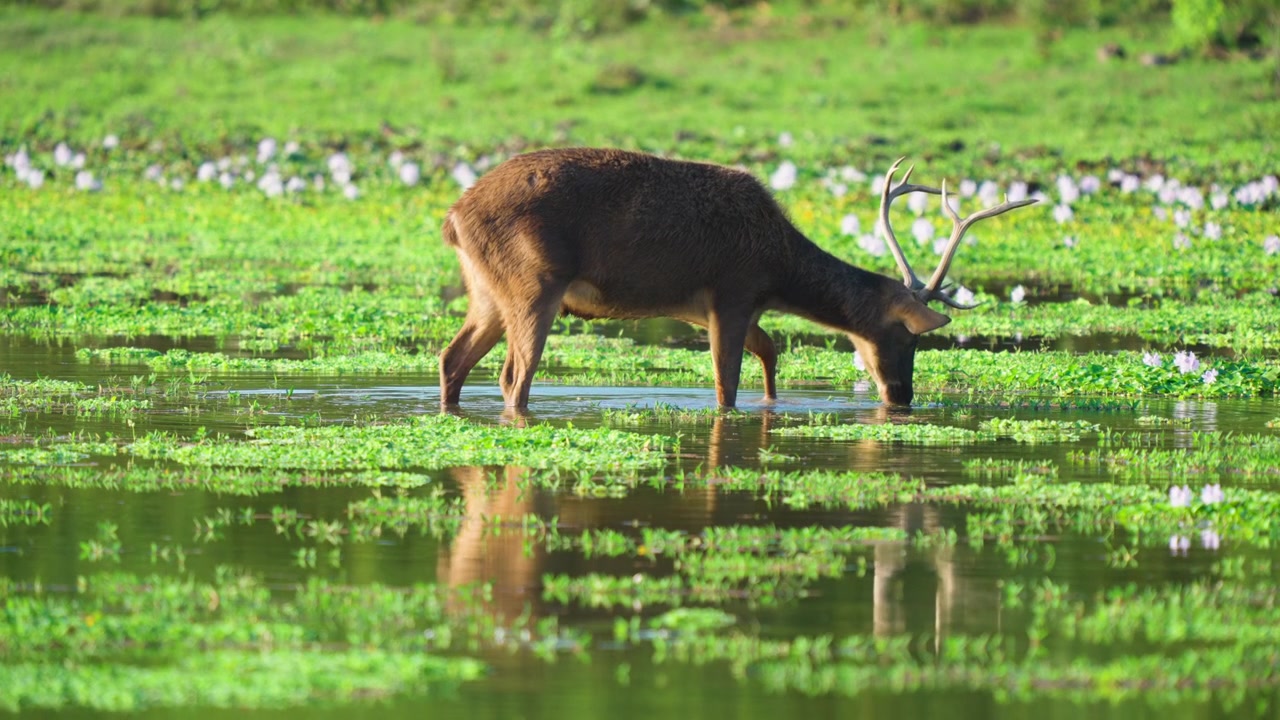 Un maestoso cervo sambar maschio con grandi palchi beve da una zona umida verde e lussureggiante in India. Autentico comportamento della fauna selvatica catturato durante l'ora d'oro per documentari naturalistici