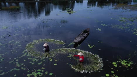 Mujeres-Que-Trabajan-Para-Cosechar-Nenúfares-Que-Trabajan-Con-Desechos-En-Las-Profundidades-Del-Agua-Con-Ropa-Tradicional-En-El-Delta-Del-Mekong,-Vietnam,-Tomadas-Desde-La-Vista-De-La-órbita-Aérea