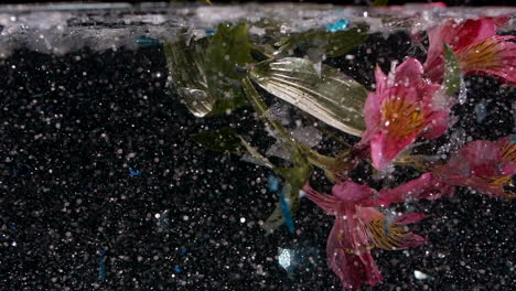 Rosa-Schwimmende-Unterwasserblumen-In-Glitzer-Mit-Schwarzer-Hintergrundprinzessin