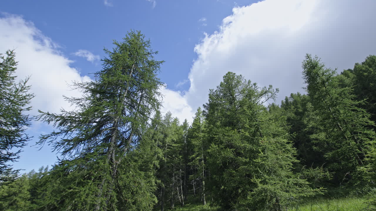 Serene forest with lush trees under a clear blue sky, peaceful nature scene