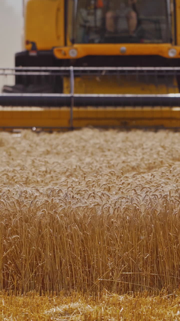 Combine Harvester Cutting Wheat. Harvester machine harvest wheat during work in field Vertical video