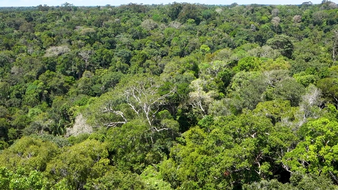 immensity of endless Amazon rainforest in north of Brazil, in a sunny day. Static wide shot