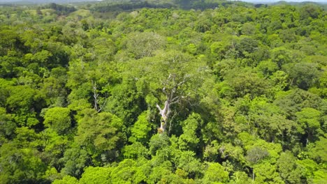 aerial drone shot, rotating view: an almendro tree , in the middle of a forest in costa rica