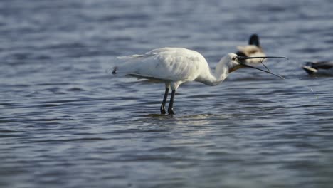 Spoonbill-Foraging-for-Food,-Shallow-Lake-Water,-Close-Up,-Slow-Motion