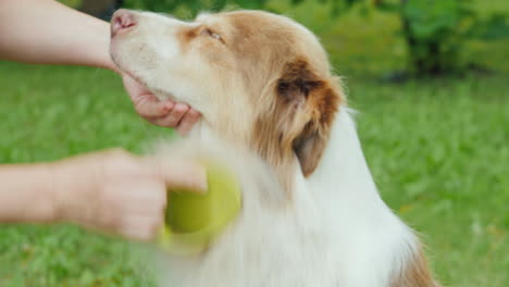 the owner combing the wool from his dog