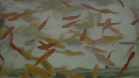 peces de acuario amarillos y negros en movimiento