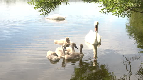 closeup shot of two white swans with cygnets on still water