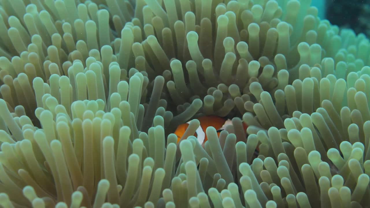 Una famiglia di pesci pagliaccio che nuota in un anemone in movimento per protezione