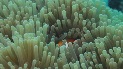 a family of clown fish swimming in a moving anemone for protection