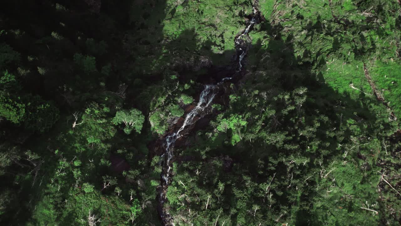 Beautiful top down aerial footage showing a narrow freshwater stream flowing through a dense forest filled with tall green trees.