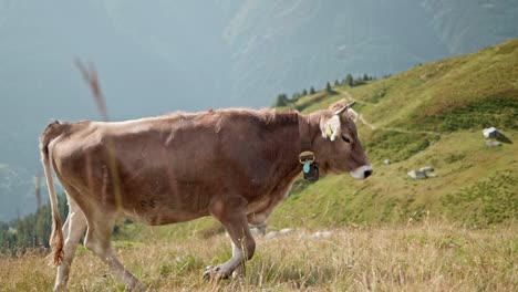 walking cow in the alps of switzerland during summer