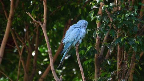 Blauer-Indischer-Halsbandsittich,-Psittacula-Krameri-Manillensis