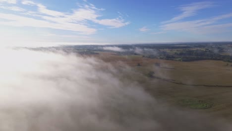 trees in agricultural fields surrounded by morning fog