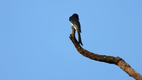 drongo en árbol esperando orar.