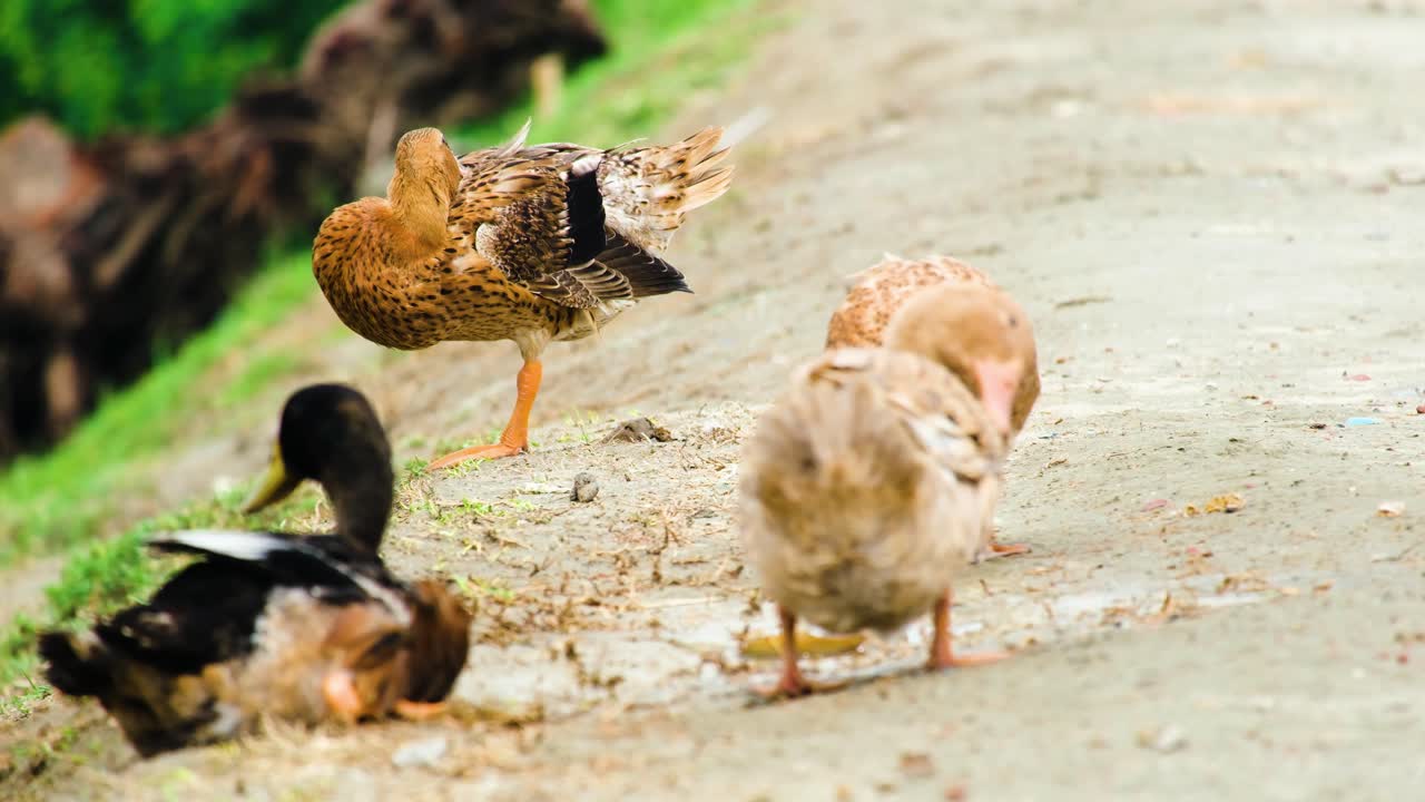방글라데시 의 길 에서 몸 을 는 오리 들 - 남아시아 의 오리 품종