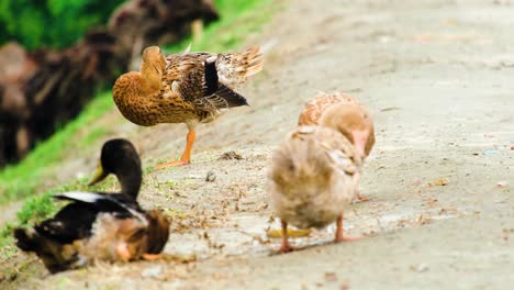 ducks preening on a dirt road in bangladesh - south asian breed of ducks