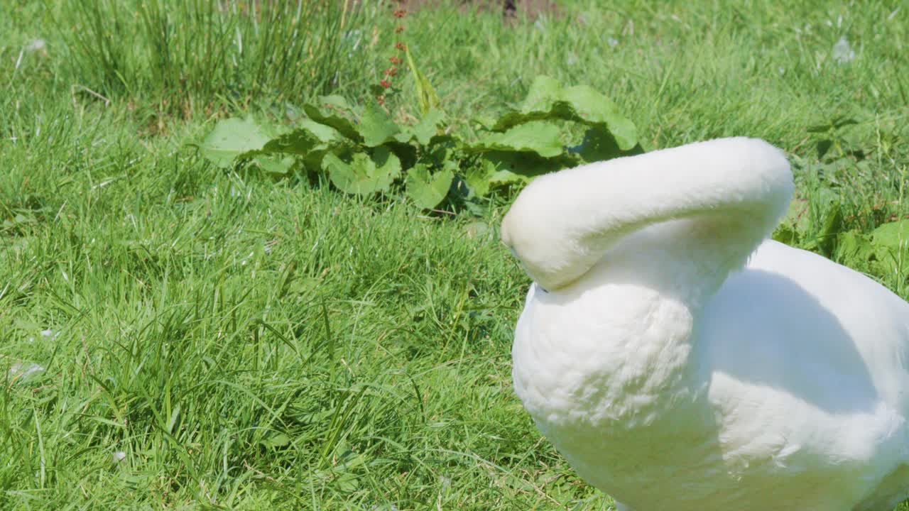White mute swan cleans feathers in bright daylight, close-up, natural grassy outdoor setting