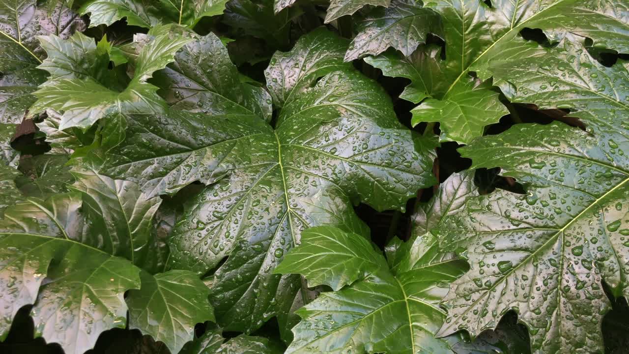 Natural fresh full plant leaves with water droplets beautiful lighting, pan to left