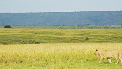 slow motion shot of african wildlife in lush luscious maasai mara national reserve, peaceful scenery on safari holiday tour, kenya, africa safari animals in masai mara north conservancy