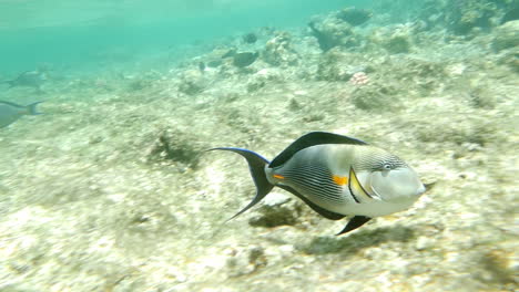 el pez cirujano acanthurus sohal