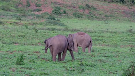 Los-Elefantes-Asiáticos-Son-Especies-En-Peligro-De-Extinción-Y-También-Son-Residentes-De-Tailandia