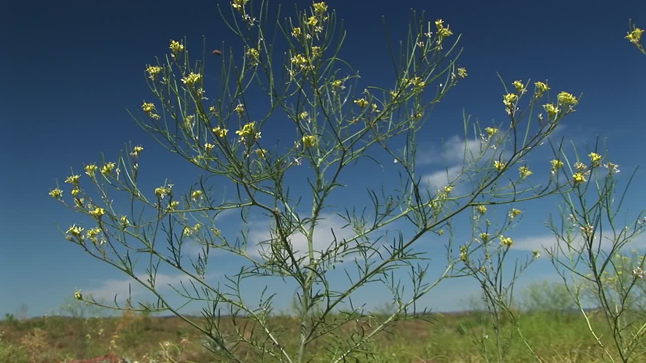 겨자는 사막에서 자랍니다.