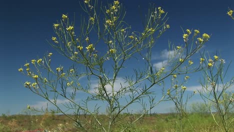 Una-Planta-De-Mostaza-Crece-En-El-Desierto