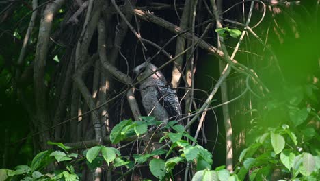 Curiously-looking-upwards-to-the-left-as-if-agitated,-Spot-bellied-Eagle-owl,-Bubo-nipalensis,-Juvenile,-Kaeng-Krachan-National-Park,-Thailand