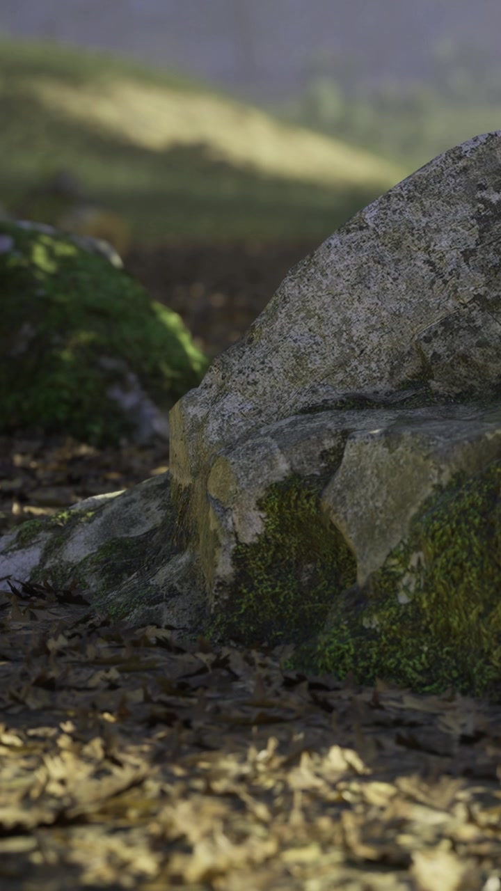 Pietre coperte di muschio creano un ambiente sereno in una foresta illuminata dal sole.