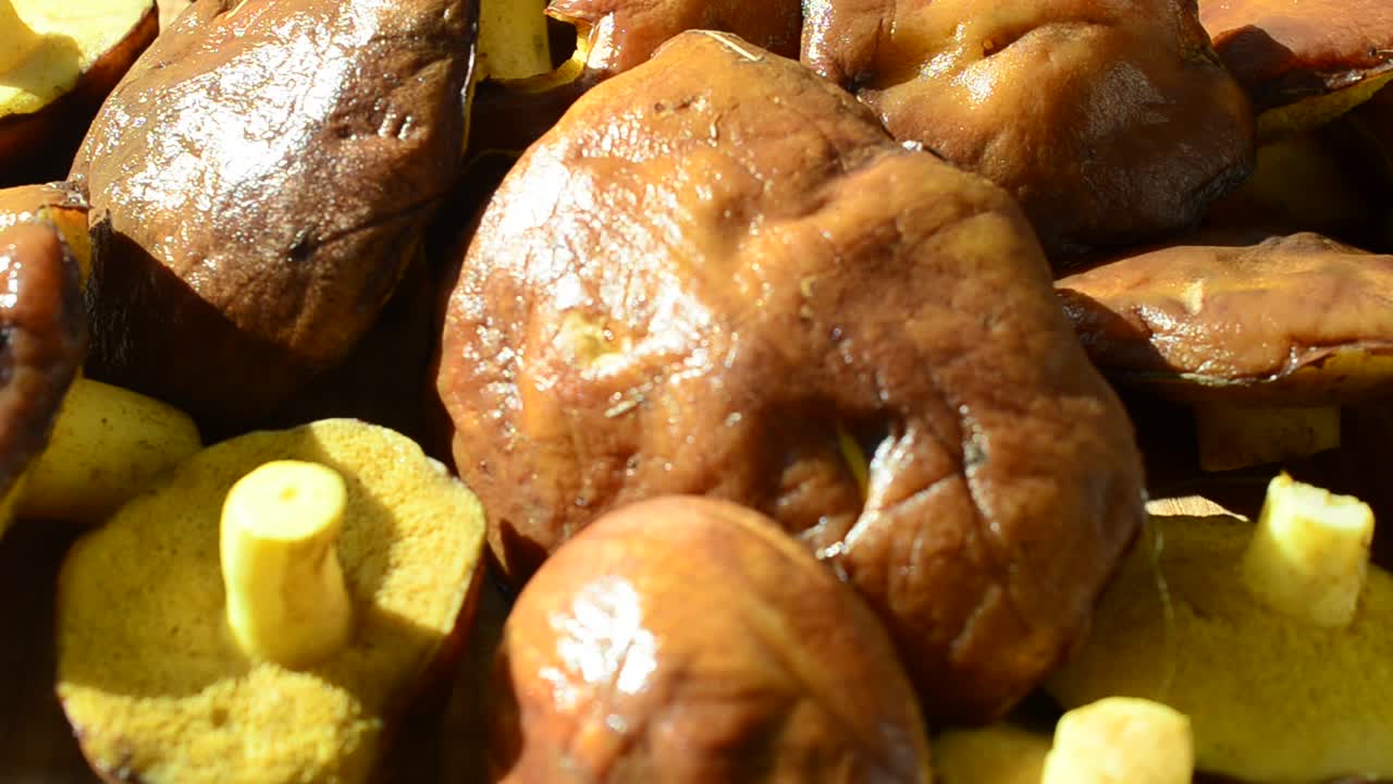 Funghi di bosco, Suillus. Sfondo di funghi. Ripresa in movimento