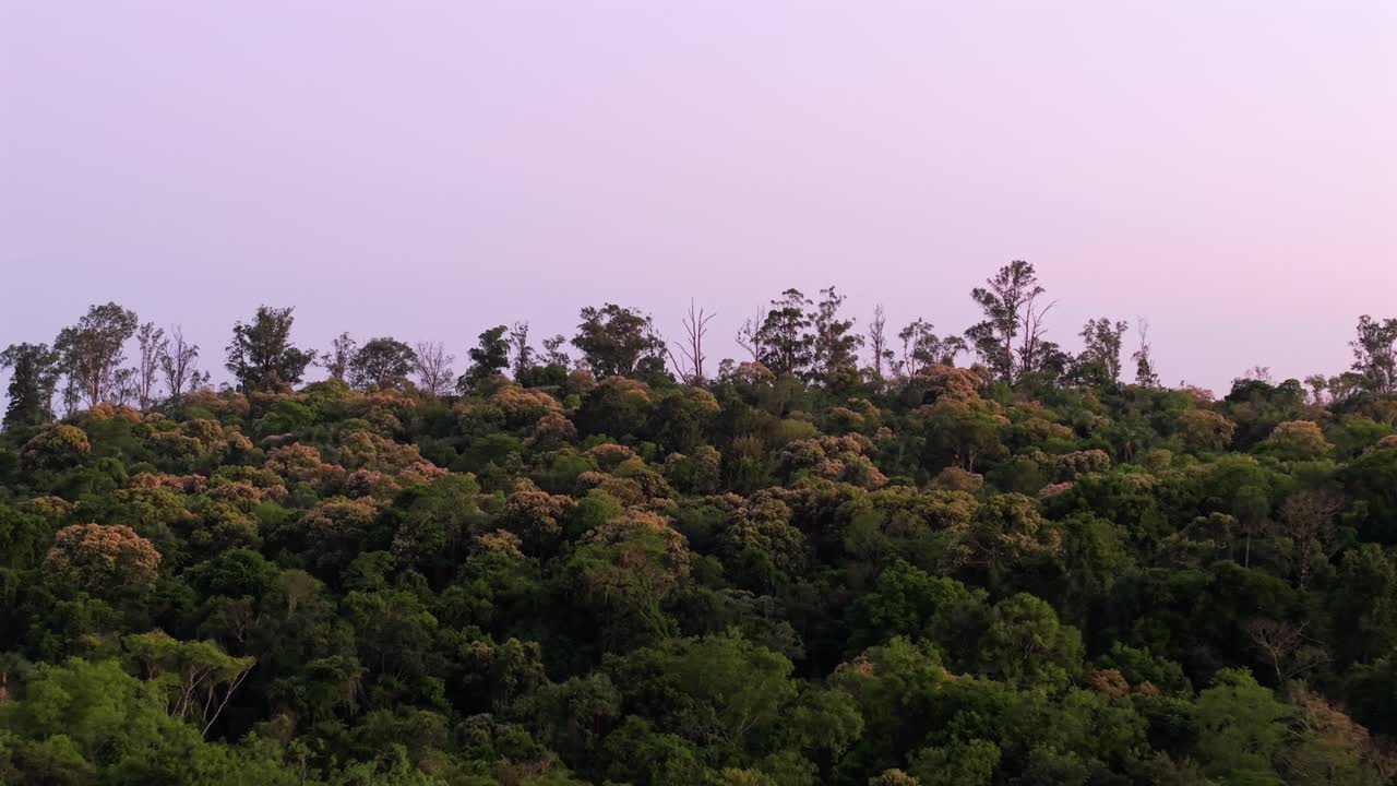 Drone fly at tropical forest edge under purple evening sky with soft sunset colors, Misiones, Argentina